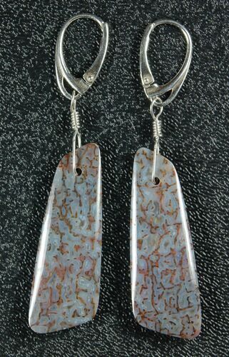 Powder Blue, Agatized Dinosaur Bone (Gembone) Earrings #84748